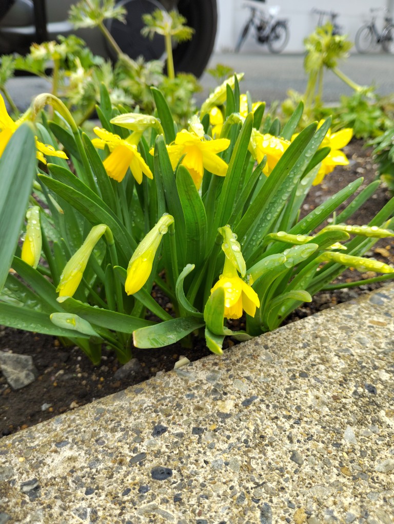 お花通信